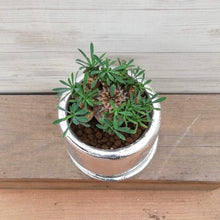 画像をギャラリービューアに読み込む, 【1点もの】ユーフォルビア 峨眉山+DULTONポットセット(シルバー)