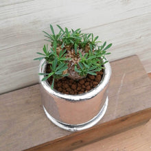 画像をギャラリービューアに読み込む, 【1点もの】ユーフォルビア 峨眉山+DULTONポットセット(シルバー)