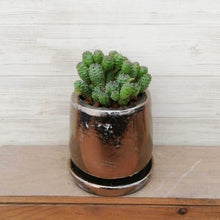 画像をギャラリービューアに読み込む, 【一点物】ユーフォルビア グリーンボール+DULTONポットセット(ブロンズ)