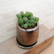 画像をギャラリービューアに読み込む, 【一点物】ユーフォルビア グリーンボール+DULTONポットセット(ブロンズ)