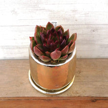 画像をギャラリービューアに読み込む, 【一点物】エケベリア・ブラッククイーン+DULTONポットセット 2.5号 (ゴールド)