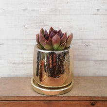 画像をギャラリービューアに読み込む, 【一点物】エケベリア・ブラッククイーン+DULTONポットセット 2.5号 (ゴールド)