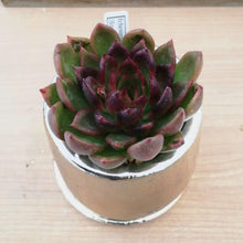 画像をギャラリービューアに読み込む, 【一点物】エケベリア・ブラッククイーン+DULTONポットセット 2.5号 (ゴールド)