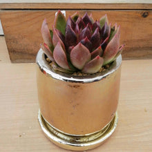 画像をギャラリービューアに読み込む, 【一点物】エケベリア・ブラッククイーン+DULTONポットセット 2.5号 (ゴールド)