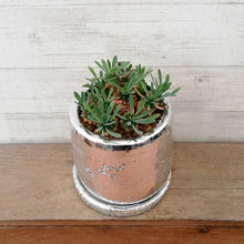 画像をギャラリービューアに読み込む, 【一点物】ユーフォルビア・峨眉山+DULTONポットセット 2.5号(シルバー)