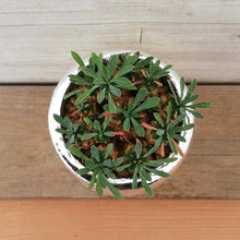 画像をギャラリービューアに読み込む, 【一点物】ユーフォルビア・峨眉山+DULTONポットセット 2.5号(シルバー)