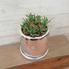 画像をギャラリービューアに読み込む, 【一点物】ユーフォルビア・峨眉山+DULTONポットセット 2.5号(シルバー)