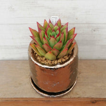 画像をギャラリービューアに読み込む, 【一点物】エケベリア・アガボイデス”リップスティック”+DULTONポットセット 2.5号(ブロンズ)
