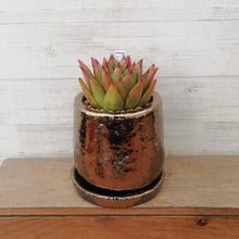 画像をギャラリービューアに読み込む, 【一点物】エケベリア・アガボイデス”リップスティック”+DULTONポットセット 2.5号(ブロンズ)