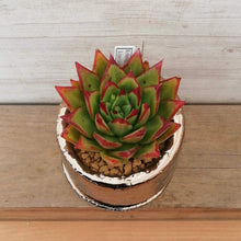 画像をギャラリービューアに読み込む, 【一点物】エケベリア・アガボイデス”リップスティック”+DULTONポットセット 2.5号(ブロンズ)