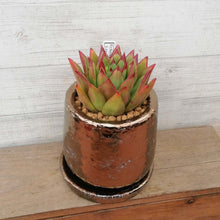画像をギャラリービューアに読み込む, 【一点物】エケベリア・アガボイデス”リップスティック”+DULTONポットセット 2.5号(ブロンズ)