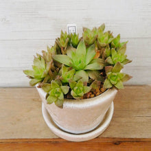 画像をギャラリービューアに読み込む, 【一点物】ハオルチア・京の華+DULTONポットセット 3号(アイボリー)