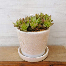 画像をギャラリービューアに読み込む, 【一点物】ハオルチア・京の華+DULTONポットセット 3号(アイボリー)