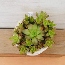 画像をギャラリービューアに読み込む, 【一点物】ハオルチア・京の華+DULTONポットセット 3号(アイボリー)