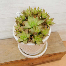 画像をギャラリービューアに読み込む, 【一点物】ハオルチア・京の華+DULTONポットセット 3号(アイボリー)