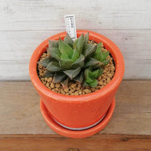 画像をギャラリービューアに読み込む, 【一点物】ハオルチア・特美裏窓”ウェディングベル”+DULTONポットセット 3号(オレンジ)