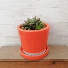 画像をギャラリービューアに読み込む, 【一点物】ハオルチア・特美裏窓”ウェディングベル”+DULTONポットセット 3号(オレンジ)