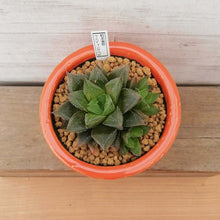 画像をギャラリービューアに読み込む, 【一点物】ハオルチア・特美裏窓”ウェディングベル”+DULTONポットセット 3号(オレンジ)