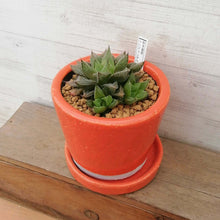 画像をギャラリービューアに読み込む, 【一点物】ハオルチア・特美裏窓”ウェディングベル”+DULTONポットセット 3号(オレンジ)