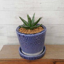画像をギャラリービューアに読み込む, 【一点物】アガベ・笹の雪+DULTONポットセット 3号(バイオレット)