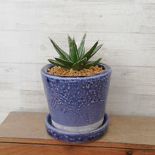 画像をギャラリービューアに読み込む, 【一点物】アガベ・笹の雪+DULTONポットセット 3号(バイオレット)