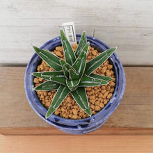 画像をギャラリービューアに読み込む, 【一点物】アガベ・笹の雪+DULTONポットセット 3号(バイオレット)