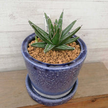 画像をギャラリービューアに読み込む, 【一点物】アガベ・笹の雪+DULTONポットセット 3号(バイオレット)