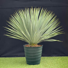 画像をギャラリービューアに読み込む, ユッカ・ロストラータ 8号 【国内栽培】