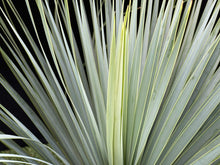 画像をギャラリービューアに読み込む, ユッカ・ロストラータ 8号 【国内栽培】