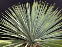 画像をギャラリービューアに読み込む, ユッカ・ロストラータ 8号 【国内栽培】