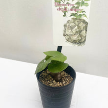 画像をギャラリービューアに読み込む, 亀甲竜(ディオスコレア・エレファンティぺス) 2.5号 ※春~夏は休眠中のため葉のない状態でお届け