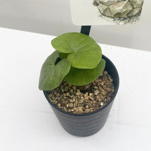 画像をギャラリービューアに読み込む, 亀甲竜(ディオスコレア・エレファンティぺス) 2.5号 ※春~夏は休眠中のため葉のない状態でお届け