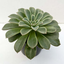 画像をギャラリービューアに読み込む, エケベリア・ファンタスティックファウンテン 2.5号 国内実生苗