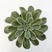 画像をギャラリービューアに読み込む, エケベリア・ファンタスティックファウンテン 2.5号 国内実生苗