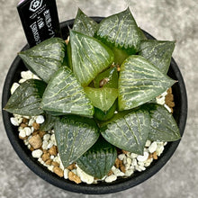 画像をギャラリービューアに読み込む, 【一点物】国内実生 ハオルチア・老川黒コンプトhyb.×白鯨【SBM20-21】 2.5号