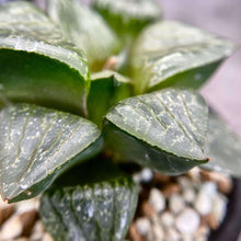 画像をギャラリービューアに読み込む, 【一点物】国内実生 ハオルチア・老川黒コンプトhyb.×白鯨【SBM20-21】 2.5号