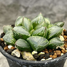 画像をギャラリービューアに読み込む, 【一点物】国内実生 ハオルチア・ジェリーフィッシュ×M10 2.5号