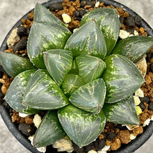 画像をギャラリービューアに読み込む, 【一点物】国内実生 ハオルチア・ジェリーフィッシュ×M10 2.5号