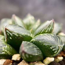 画像をギャラリービューアに読み込む, 【一点物】国内実生 ハオルチア・ジェリーフィッシュ×M10 2.5号