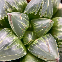 画像をギャラリービューアに読み込む, 【一点物】国内実生 ハオルチア・ジェリーフィッシュ×M10 2.5号