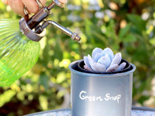 画像をギャラリービューアに読み込む, エケベリア・ラウィ 2.5号 【国内実生苗】