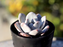 画像をギャラリービューアに読み込む, エケベリア・ラウィ 2.5号 【国内実生苗】