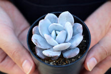 画像をギャラリービューアに読み込む, エケベリア・ラウィ 2.5号 【国内実生苗】