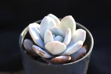 画像をギャラリービューアに読み込む, エケベリア・ラウィ 2.5号 【国内実生苗】