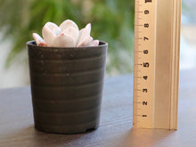 画像をギャラリービューアに読み込む, エケベリア・ラウィ 2.5号 【国内実生苗】