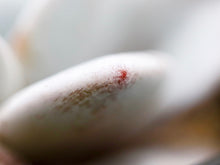 画像をギャラリービューアに読み込む, エケベリア・ラウィ 2.5号 【国内実生苗】