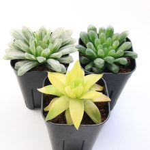 画像をギャラリービューアに読み込む, ハオルチア サイズ大 3点セット 【白琥珀斑ピリフェラ ミルキー・色素変異個体(キサンタ)ゴールド(シンビフォルミス)・美窓オブツーサ キャッツアイ】