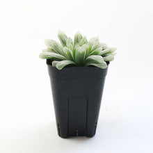 画像をギャラリービューアに読み込む, ハオルチア サイズ大 3点セット 【白琥珀斑ピリフェラ ミルキー・色素変異個体(キサンタ)ゴールド(シンビフォルミス)・美窓オブツーサ キャッツアイ】