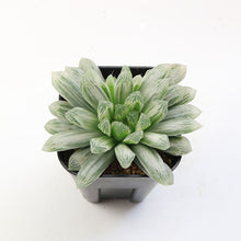 画像をギャラリービューアに読み込む, ハオルチア サイズ大 3点セット 【白琥珀斑ピリフェラ ミルキー・色素変異個体(キサンタ)ゴールド(シンビフォルミス)・美窓オブツーサ キャッツアイ】