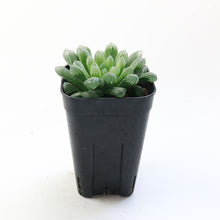 画像をギャラリービューアに読み込む, ハオルチア サイズ大 3点セット 【白琥珀斑ピリフェラ ミルキー・色素変異個体(キサンタ)ゴールド(シンビフォルミス)・美窓オブツーサ キャッツアイ】